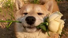 惡男抓走失柴犬虐殺！當街「猛踹7分鐘」致死　作案畫面瘋傳