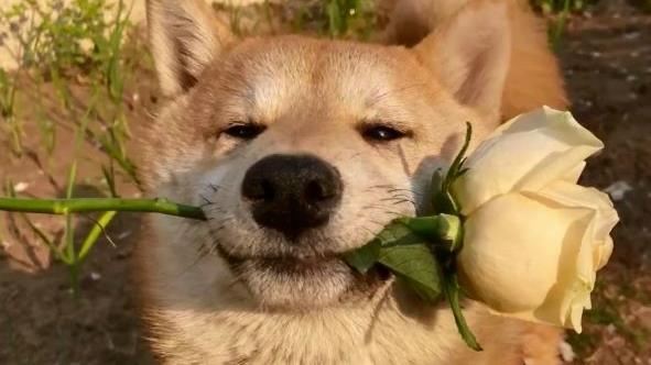 惡男偷走柴犬虐殺　當街猛踹7分鐘畫面曝