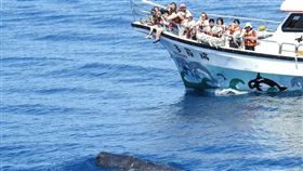 賞鯨,花蓮,美侖大飯店,住宿,多羅滿,抹香鯨,偽虎鯨,領航鯨,