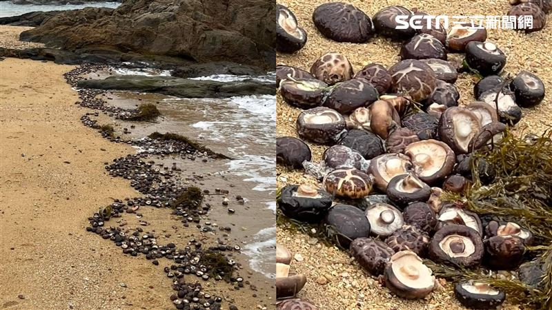 金門大批走私菇漂流　網愣：海水香菇湯？