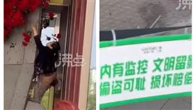 安徽玫瑰花牆被大媽搶光（圖／翻攝自沸點視頻微博）