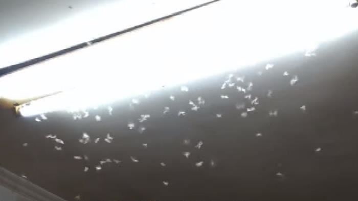 「大水蟻」盯上你家有原因　6大QA一次看