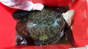 貢寮,廢棄,魚塭,綠蠵龜,100萬,新北動保處