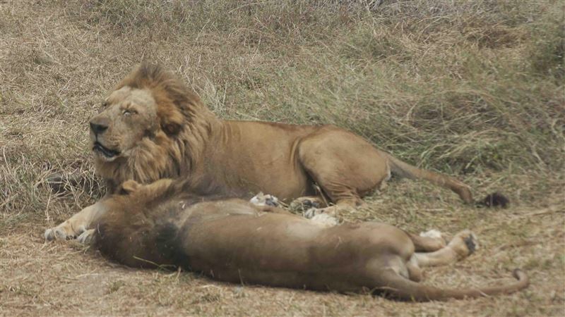 動物園主人被獅群「當大餐」屍塊四散超慘