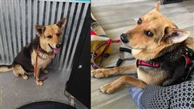 ▲Nikki經過治療下成功出院，住進中途家庭，身心狀況逐漸恢復，與中途家庭成員逐漸熱絡、時常擁抱在一塊。（圖／Facebook／South Lyon Murphy Lost Animal Recovery）