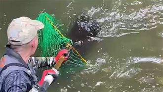 溪中有「像狗又像豬」動物　居民嚇壞喊抓