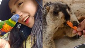 聽過「九九峰動物園」？網喊感謝企鵝妹帶路　內行曝：值回票價。（圖／翻攝自Jinnytty Twitch）