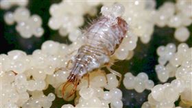 神隊友「草蛉」來也！農試所開發「微膠囊飼料」　養好蟲修理害蟲(農試所提供)
