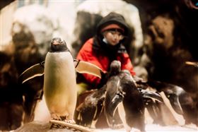 屏東海生館年度大事：可愛呆萌企鵝全員健康檢查中（業配勿用）