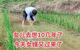 老婆過世十年「仍幫岳父插秧（圖／翻攝自微博）