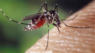 住高樓仍被蚊子叮！「1防蚊神物」秒見效