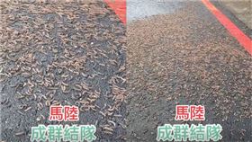 馬陸爬滿道路畫面曝！恐怖景象嚇壞網：921之前就是這樣。（圖／翻攝自黑色豪門企業臉書）