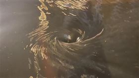 蘆竹,巨大漩渦（圖／翻攝自黃瓊慧 桃園觀察日記）