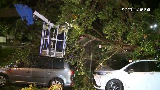 車停松山路邊遭路樹砸　車主恐求償無門