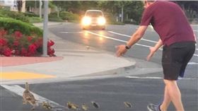 ▲男子護送鴨子過馬路，不幸被撞車撞死。（圖／翻攝YouTube頻道NBC News）