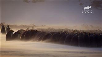 災難性脫毛超要命！你不知道的企鵝冷知識