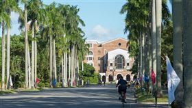 台大／台灣大學／椰林大道／台大圖書館（記者陳弋攝影）