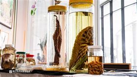 大王具足蟲,科博館,臺博館,標本,拉麵(翻攝自 國立自然科學博物館)