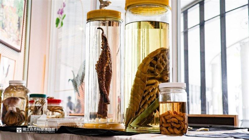 大王具足蟲「泡酒版」！科博館揭生物習性