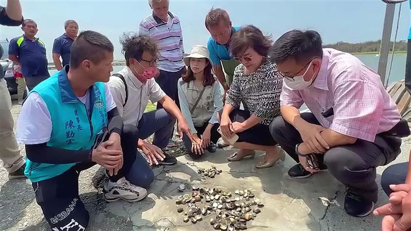 雲林養殖文蛤大量死亡　近千公頃通報災損