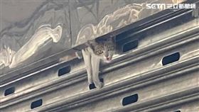 鐵捲門,流浪貓,屋主,動保處（傅小姐　授權提供）