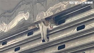 獨／貓卡鐵捲門2週？動保處揭真相