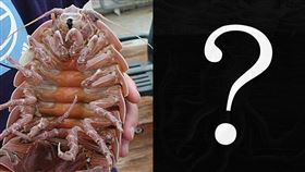 大王具足蟲,皇帶魚,大王酸漿魷,巨烏賊,七胳膊章魚。（圖／翻攝自維基百科）