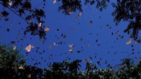 蝴蝶,紫斑蝶,僅限該則鏡週刊使用(圖/鏡週刊提供)