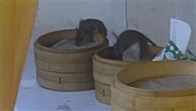 老鼠,信義區.餐廳,衛生局（翻攝自　爆怨公社）