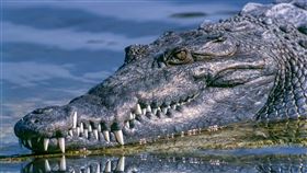 鱷魚，攻擊(圖／Pxhere)