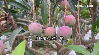 缺水影響賣相！台南「愛文芒果」恐偏小
