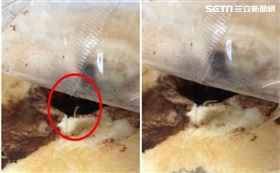 營養午餐有蟲（圖／翻攝畫面）