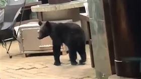 小黑熊肚餓闖露營區 避免衝突!向陽營地暫關