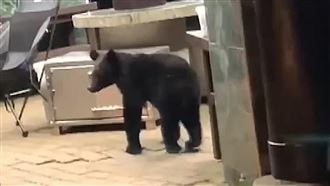 小黑熊肚餓闖露營區　台東向陽營地暫關閉