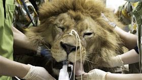 台北市立動物園提供