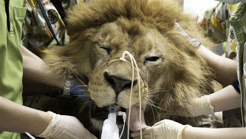 猛獸麻醉突醒、徒手肛診大象…獸醫師難為