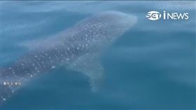 海洋溫柔巨人!車城海域