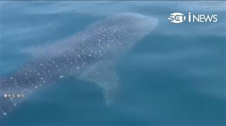 海洋溫柔巨人　車城海域「鯨鯊」出沒