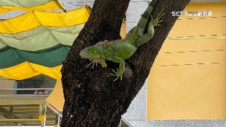 綠鬣蜥入侵高雄大寮！農業局一晚抓74隻