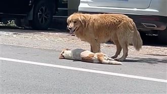 狗狗倒路邊阿金守護狂舔　下秒1動作傻眼