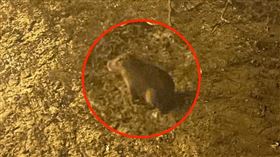 水豚,紅樹林,新豐,落跑（圖／翻攝自朱健銘臉書）