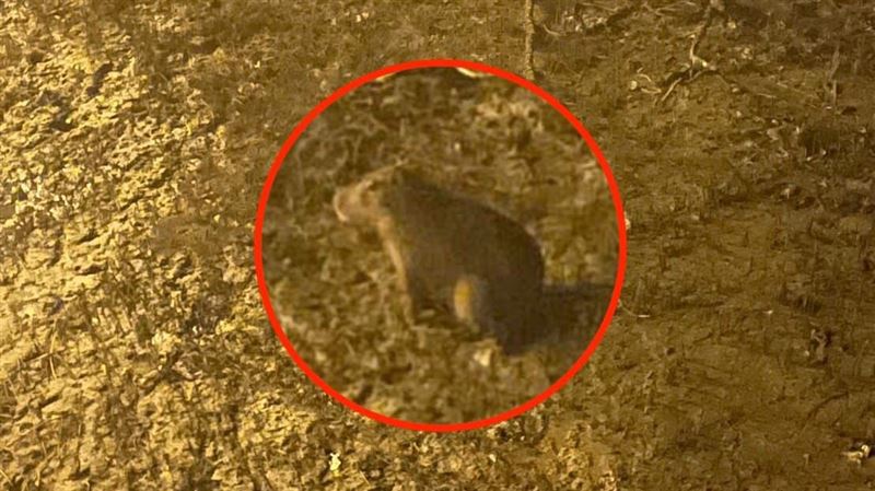 「像豬又像狗」動物1隻還在逃　海邊現蹤