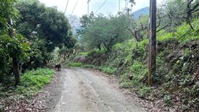 台南梅嶺產業道路一名比丘尼倒臥路旁，多處傷口明顯死亡。（圖／翻攝畫面）