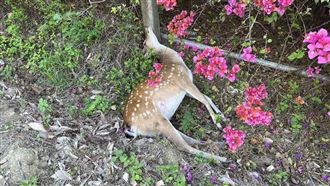 墾丁驚傳人鹿車禍！騎士傷重不治