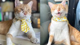 集集jiji x 貓站長_龍蕉sun