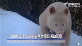 四川驚現「純白貓熊」　網驚呼：去北極玩，圖翻攝自新華網微博