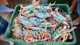 花蟹(新北市政府漁業處提供)