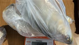0529黃魚(北市衛生局提供)