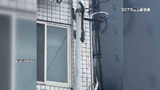 獼猴出現市區爬電桿！民眾驚呼通報農業處