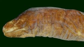 中山大學海洋科學系師生與國際團隊發現新物種「無眼魚」，這些魚生活在幾乎無光洞穴中，團隊命名為「豆眼鰭尾鯙」(圖取自中山大學網頁nsysu.edu.tw)